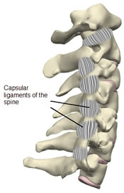 Facet ligaments